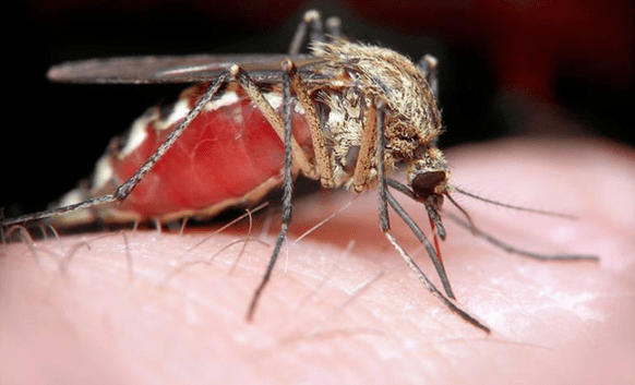 Mücke, die menschliche subkutane Parasiten überträgt